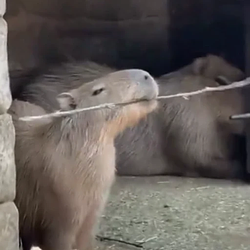 DOG CAPYBARA