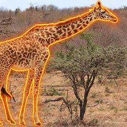 Maasai