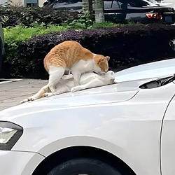 GOONCAT / WETH 0.25%