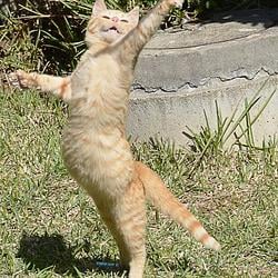 free_Cat