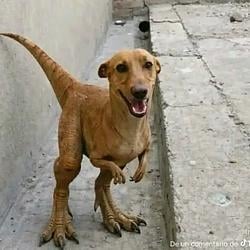 DINODOG