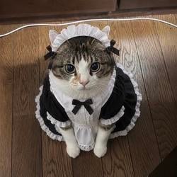 MaidCat / SOL