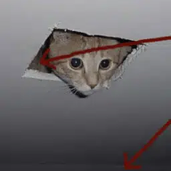 WallCat