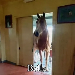 bella