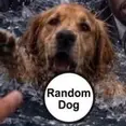 rDog