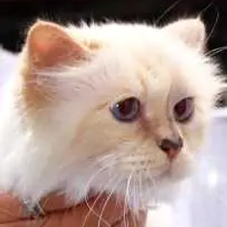 CHOUPETTE / SOL