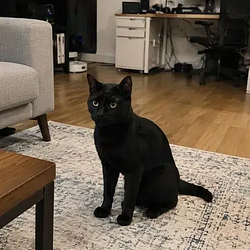 Ollie