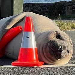 SEAL