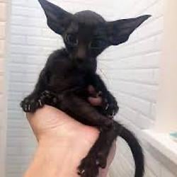 $GREMLIN / SOL