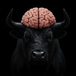 BULLBRAIN / SOL