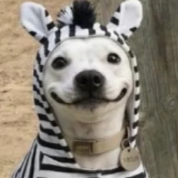 ZEDOG / SOL