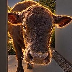 Mootion