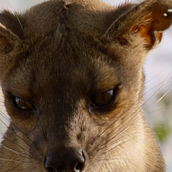 FOSSA