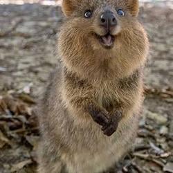 QUOKKA