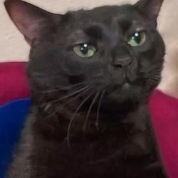 Zoning Cat