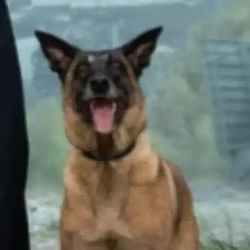 Jasper