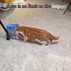 LARPCAT