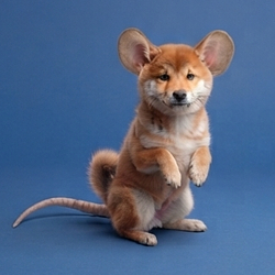 MOUSE INU
