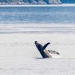 Whale