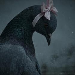 Pigeon / USDC