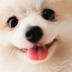 Dog Think / SOL