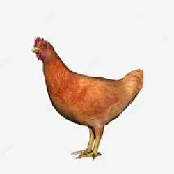 CHICKEN