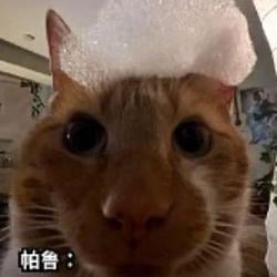 帕鲁猫 / BNB