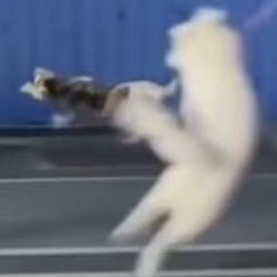 dropkick cat