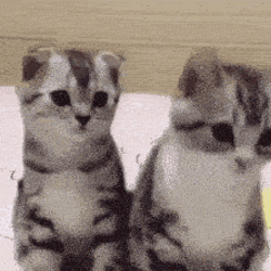 twinnem