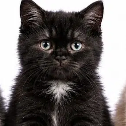 SXSICAT