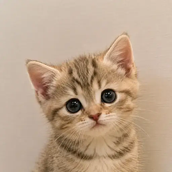 pussy / SOL