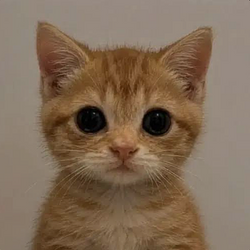 Neko