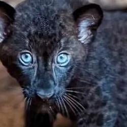 WAKANDA