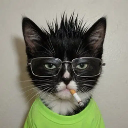 cat