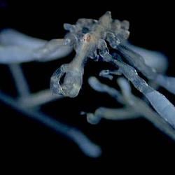 Spiders