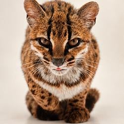 SolCat