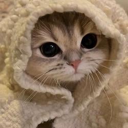 ipfs