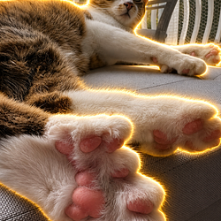 Cat / SOL