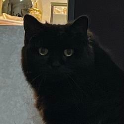 MYBLACK