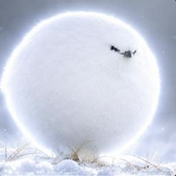 SNOWBALL