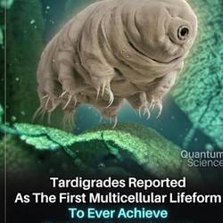 TARDIGRADE