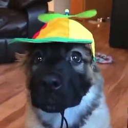 Dwog