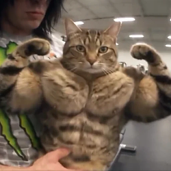 GIGACAT
