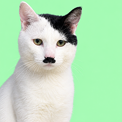 justcat
