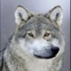 welf