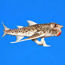 Galápagos