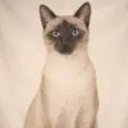แมว