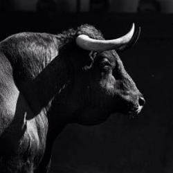 Bull / SOL