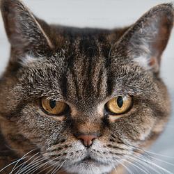 CATECOIN