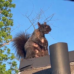 SQUIRREL